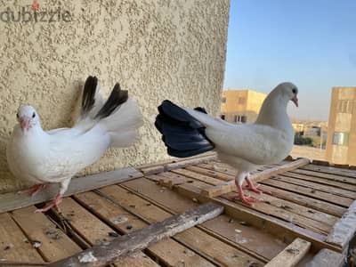 زغلولين هزاز للبيع او البدل