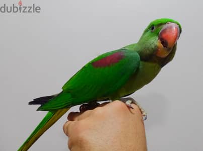زغلول درة امريكي حجم چمبوا