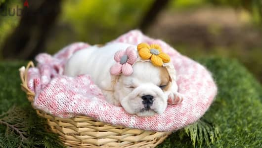 English bulldog puppies from Russia