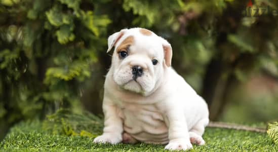 English bulldog puppies from Russia