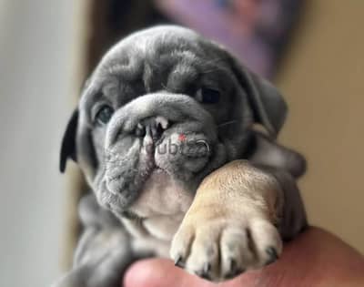 English bulldog puppy boy from Russia