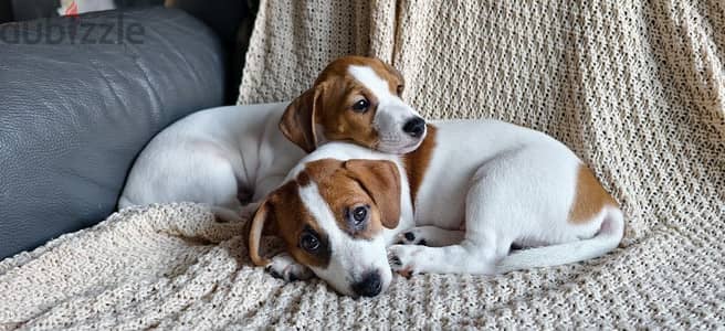 Jack Russell Terrier puppy male from Russia