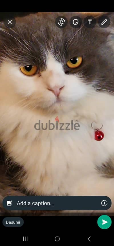  Looking for a Loving Home for Our Two Beloved Cats 