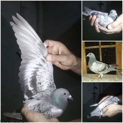 حمام زاجل للمسافات الطويلة والطويل ممتاز