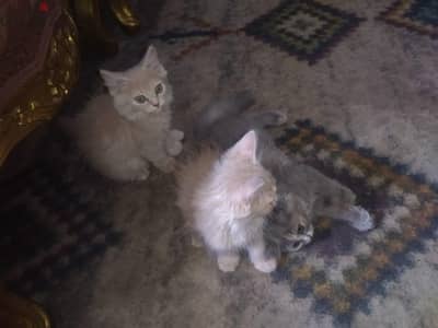 قطط شيرازي للبيع
