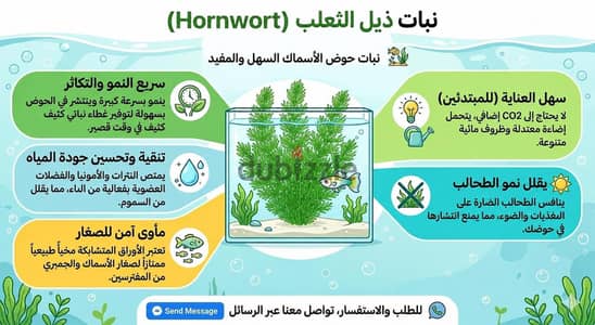 زرع مائي Hornwort لاحواض السمك الكمية محدودة ال٣ ب٣٠ جنية