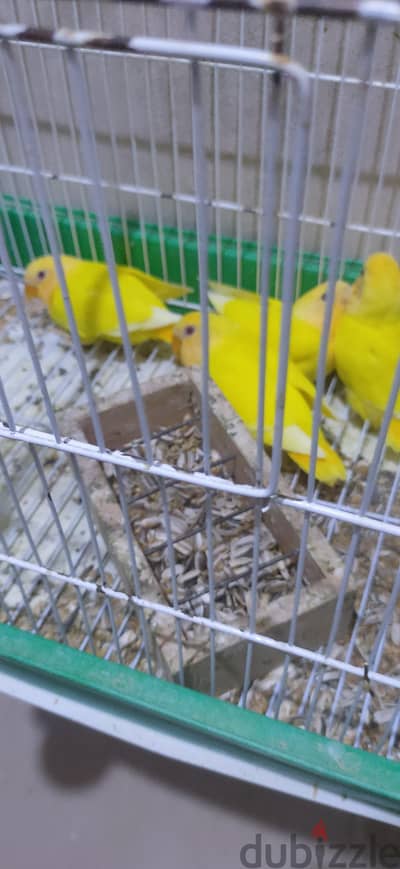 روز أوبلين أورانج 01032396466