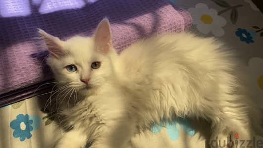 Cat for adoption