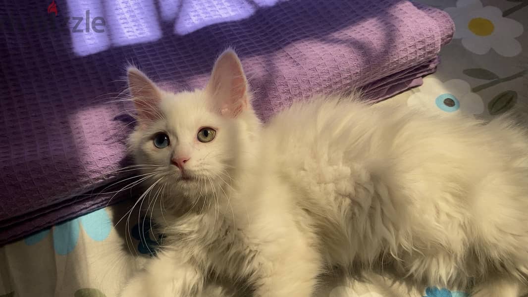 Cat for adoption 1