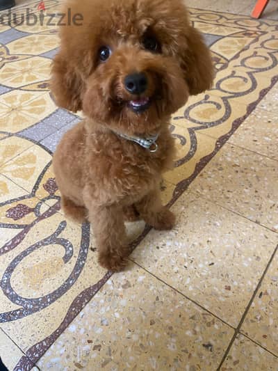 Teacup poodle