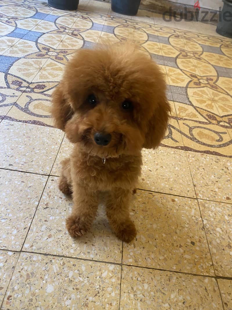 Teacup poodle 1