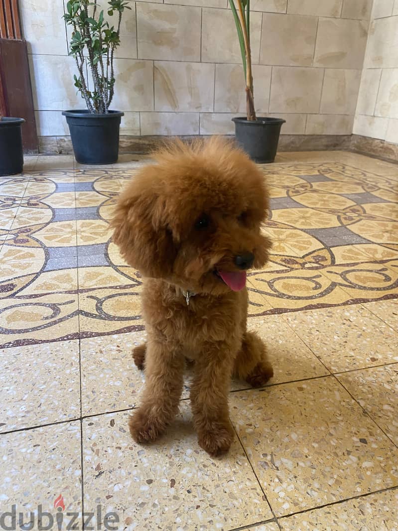 Teacup poodle 2