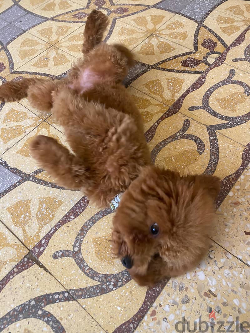 Teacup poodle 3