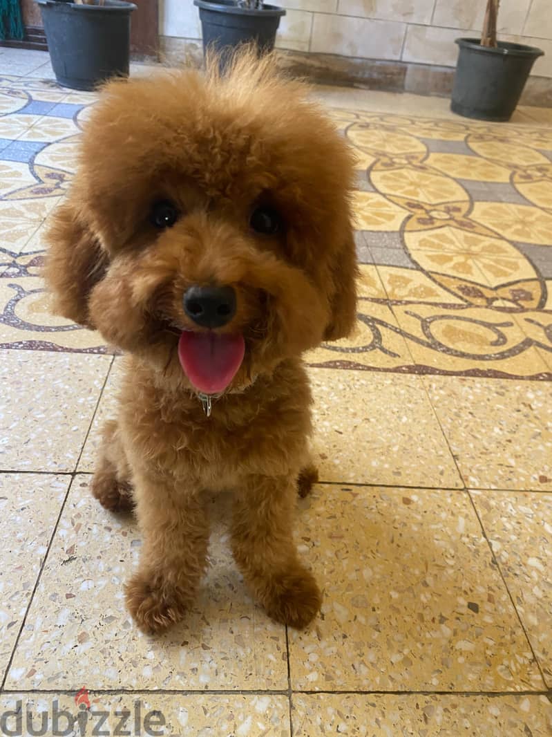 Teacup poodle 4