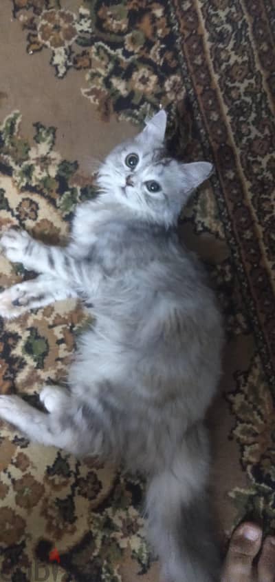 قطط شيرازي