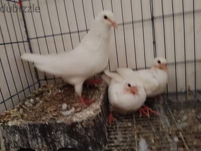 حمام فرنساوي جمبو اصلي