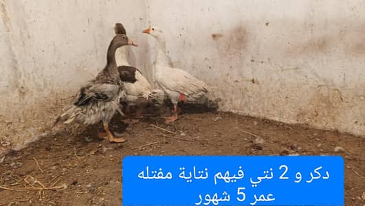 وز وحمام