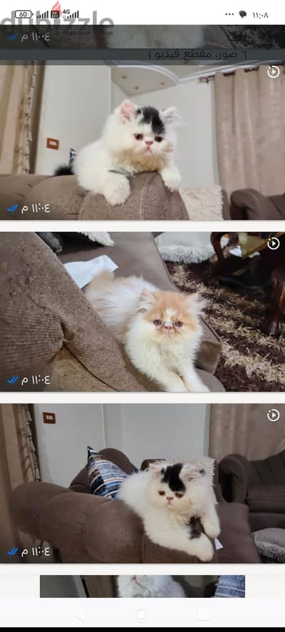 للبيع قط بيرشن