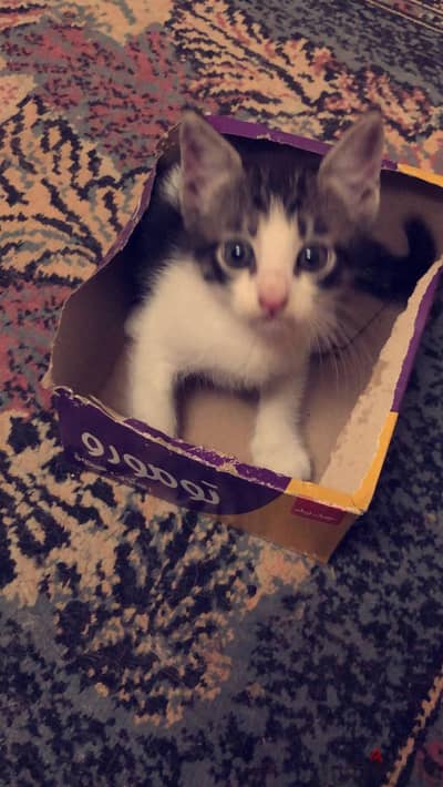 قطط. تبني