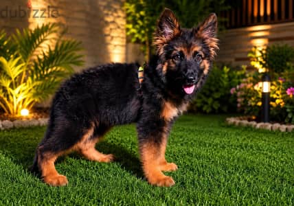 Female German Shepherd