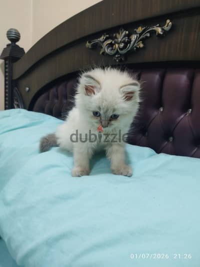 احلي دباديب هيمالايا بلو ولاد