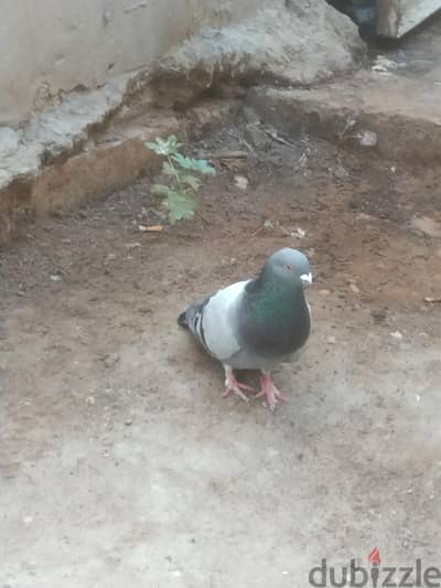 قص حمام