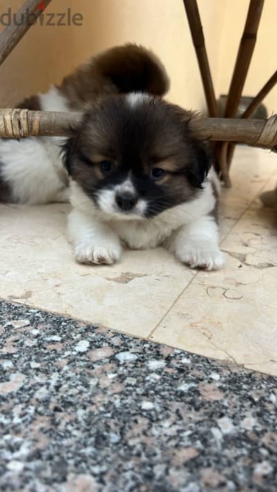 Puppies Papillon 50 days