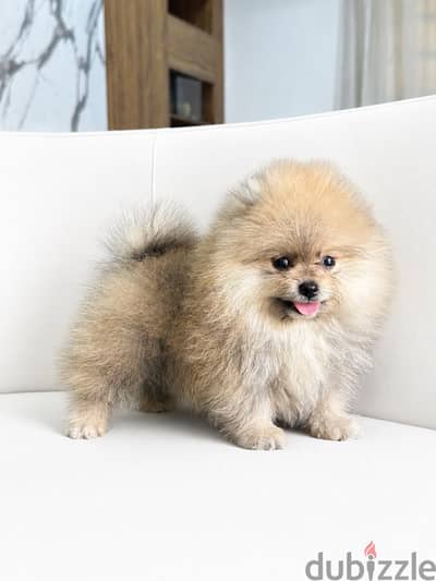 Pomeranian puppy بومرينيان بومرينين