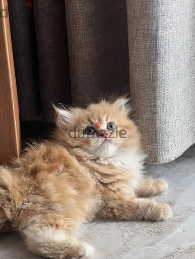 لو عندك قط زي ده هاخده منك ب ٢٠٠٠ +وطالع