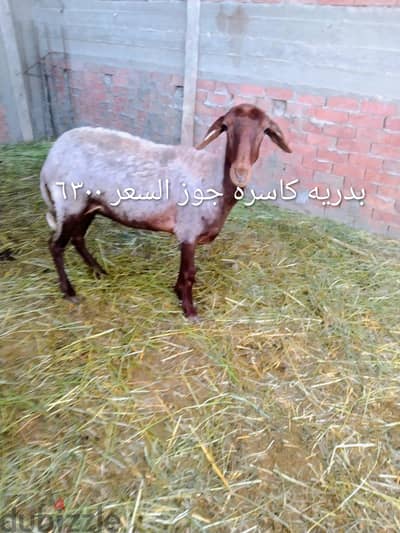 مجموعه اغنام للبيع