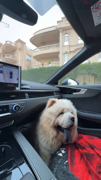 chow chow for adoption