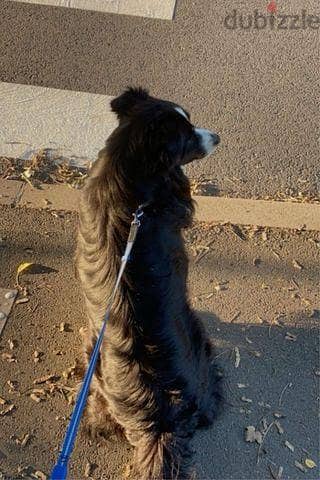 Dog walker