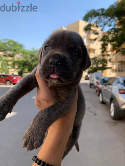 Cane corso puppies كين كورسو