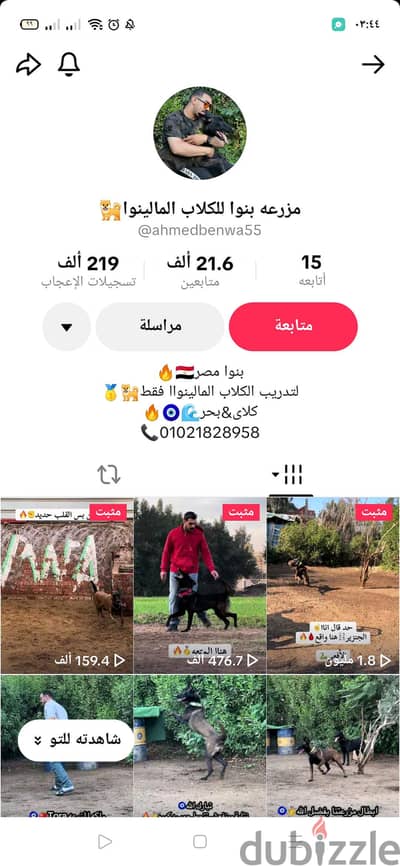 محتاج كلب مالينو