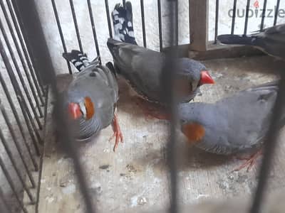 عصافير زيبرا