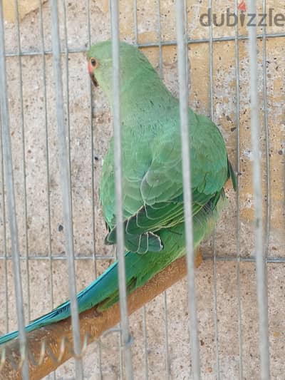 ببغاء دره هندى شباب