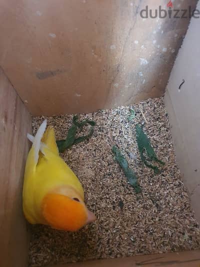 زيادات زيبرا وروز وكوكتيل