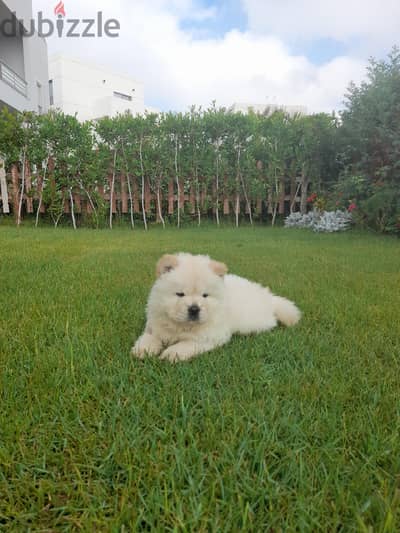 Chow chow puppy female