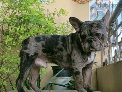 french bulldog male and female دكر وانثي فرنش بولدوج