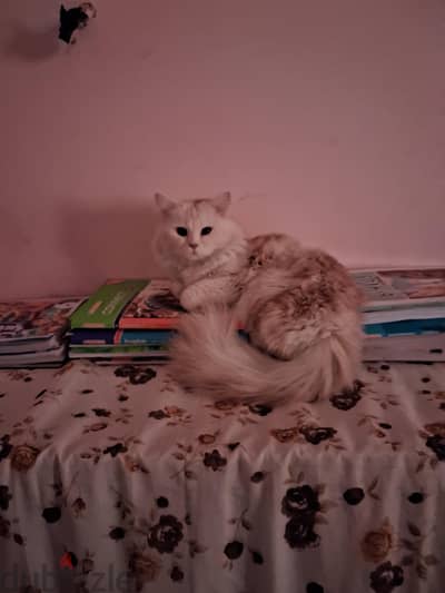 مشمش.