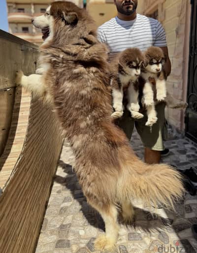 Giant Alaskan malamute ( male & female) الاسكا