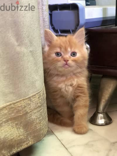 Persian kitten