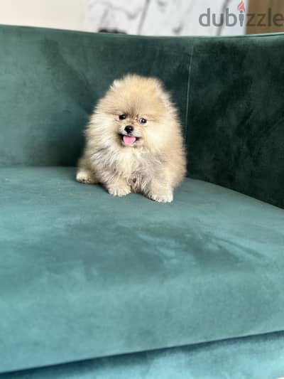 Pomeranian بومرينيان