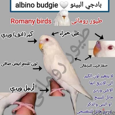 انتايه البينو عين حمرا