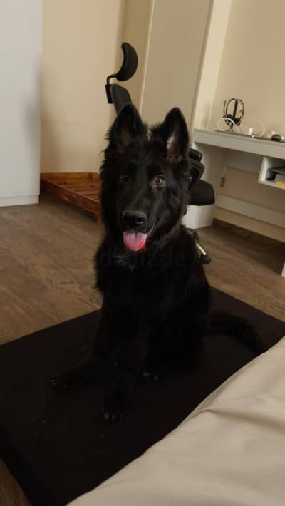 Royal Black German Shepherd