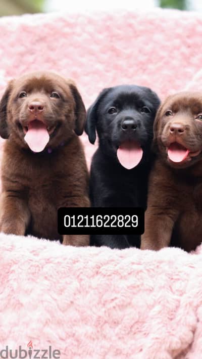 Top quality lablador puppies اجمل جراوي لابلادور