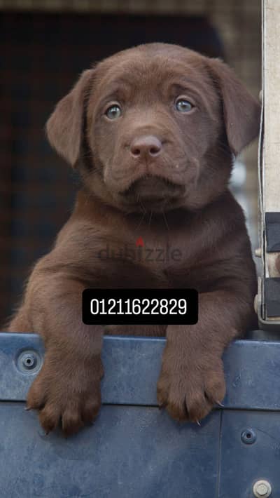 Lablador puppies لابلادور