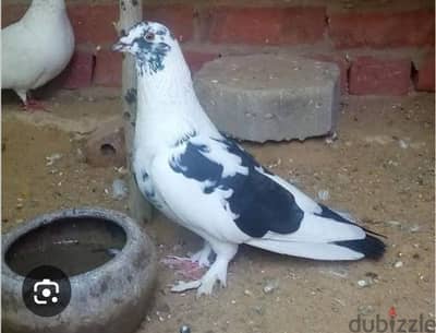 حمام بلدي للبيع