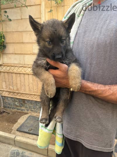 Mix puppies