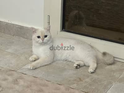 ميرال برتش شورت هير مسجله عمر سنتين